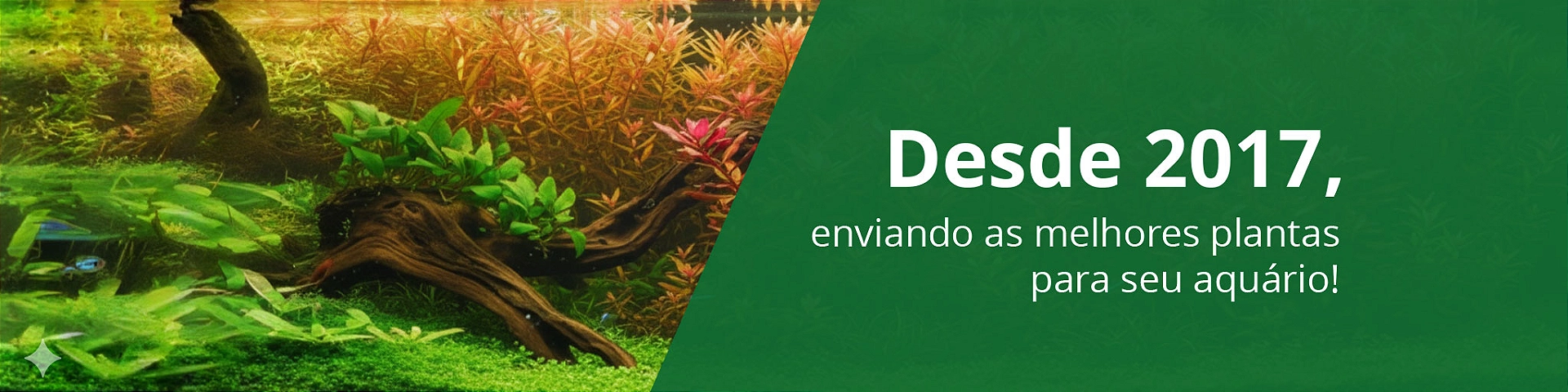 Banner 2