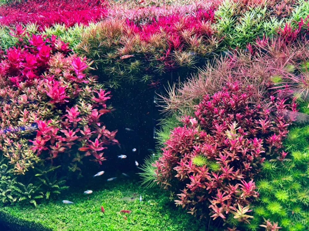 Aquário plantado exuberante e densamente plantado