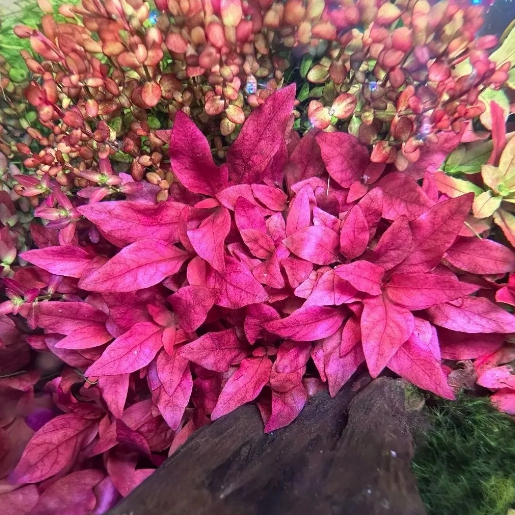 Alternanthera reineckii 'Cardinalis’