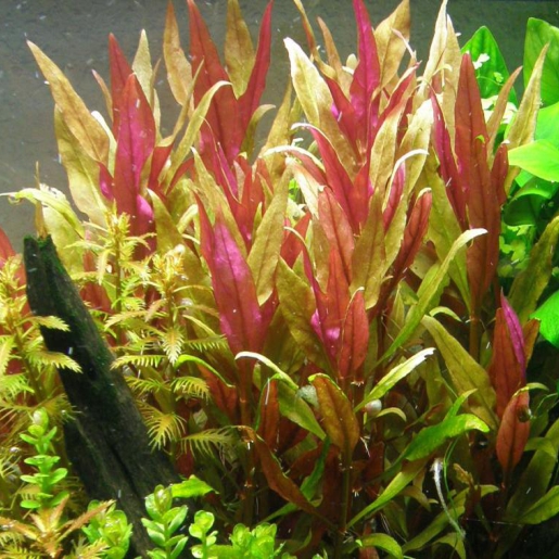 Alternanthera reineckii (Curitiba)