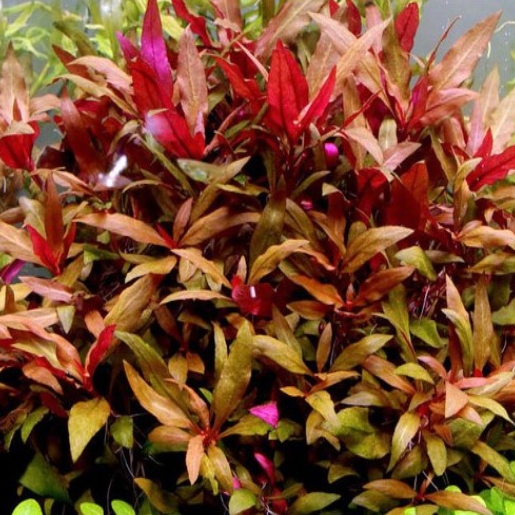 Alternanthera reineckii lilacina