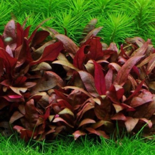 Alternanthera reineckii mini
