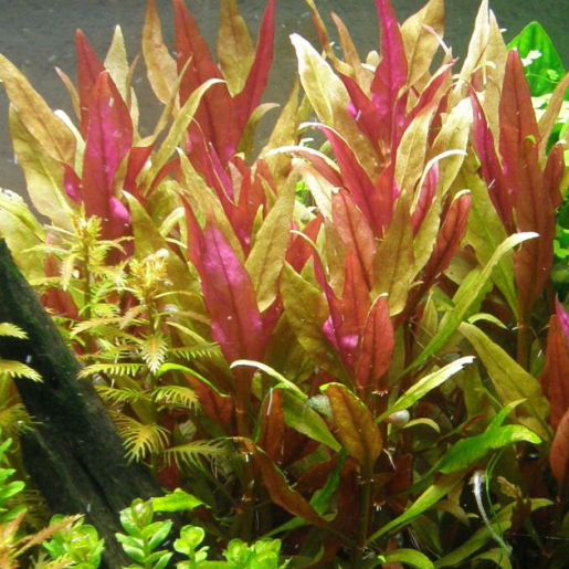 Alternanthera reineckii roseafolia