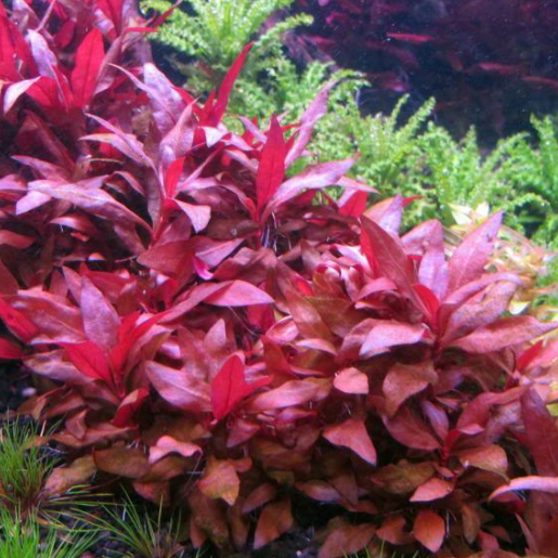 Alternanthera reineckii variegata