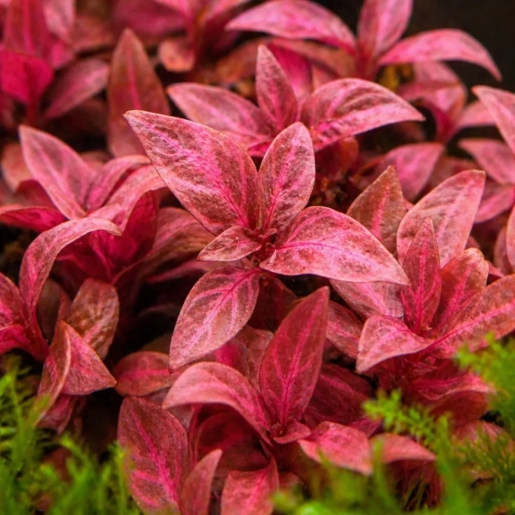 Alternanthera rosanervig mini