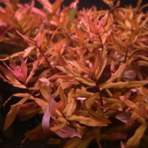 Ammannia gracilis
