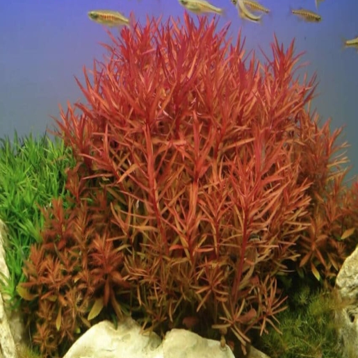 Ammannia praetermissa (Nesaea sp red)