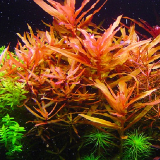 Ammannia senegalensis