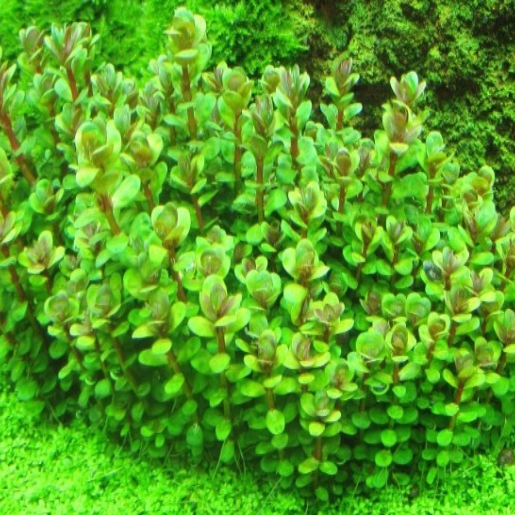 Ammannia sp. bonsai