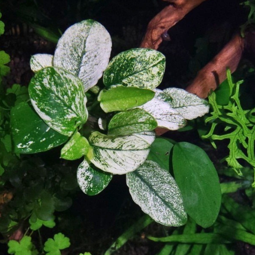 Anubia barteri var. nana Pinto
