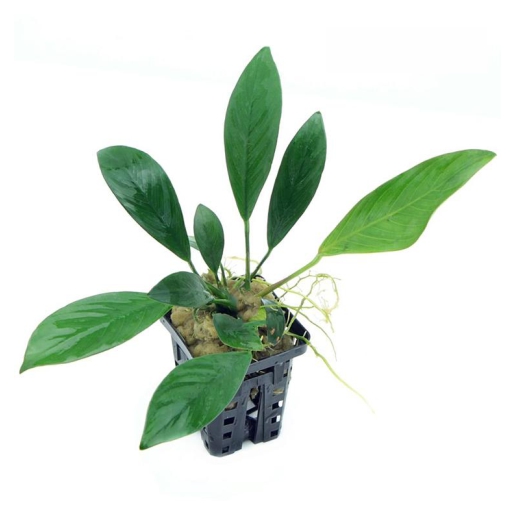 Anubia gilletii