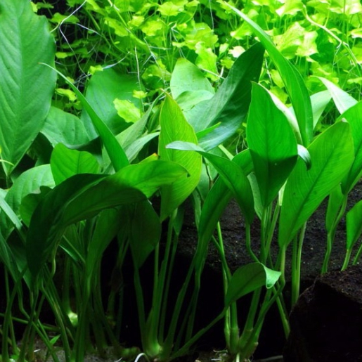 Anubias barteri var. glabra (Anubia Lanceolata)