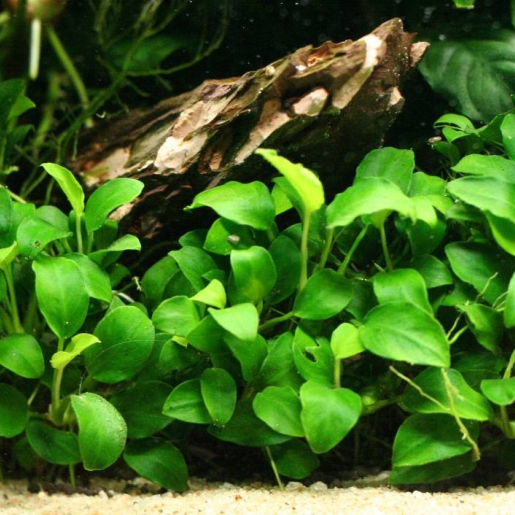 Anubia barteri var. nana (Anubia nana)