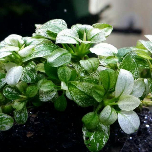 Anubia barteri var. nana White