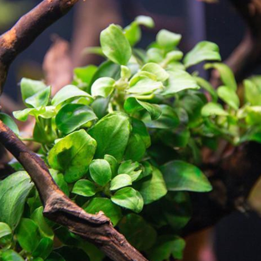 Anubias barteri var. nana 'Petit'