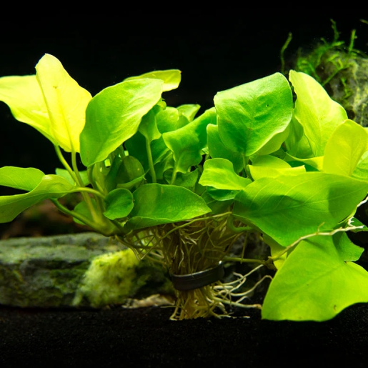 Anubias barteri var. nana 'Golden'