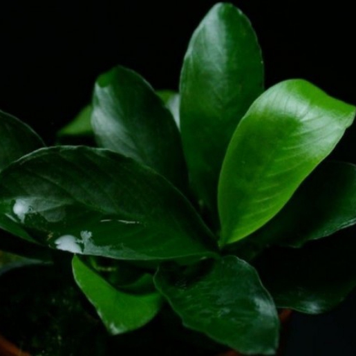 Anubias sp Gabon