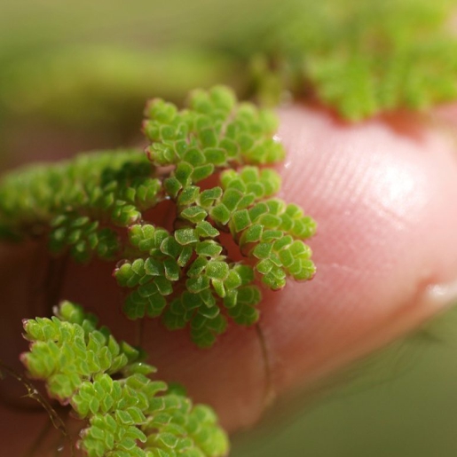 Azolla caroliniana