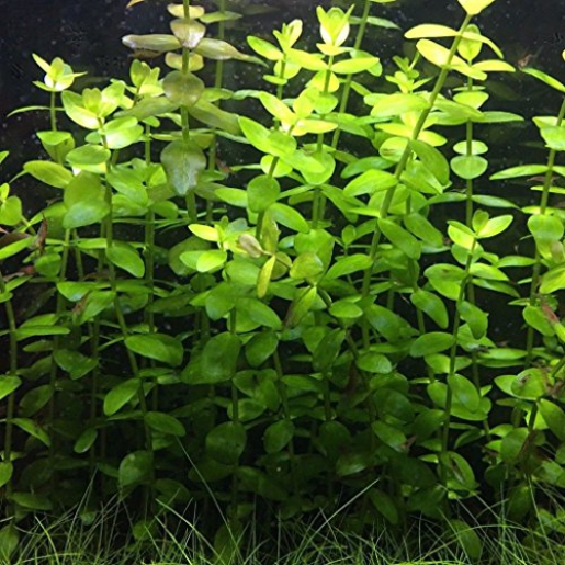 Bacopa caroliniana