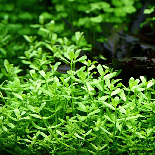 Bacopa monnieri