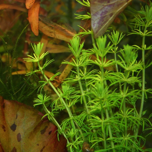 Bacopa myriophylloides