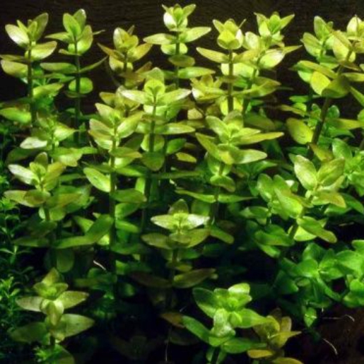 Bacopa rotundifolia