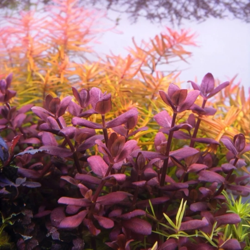 Bacopa salzmanni 'purple'