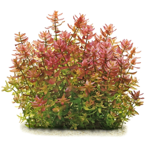Bacopa sp 'Colorata'