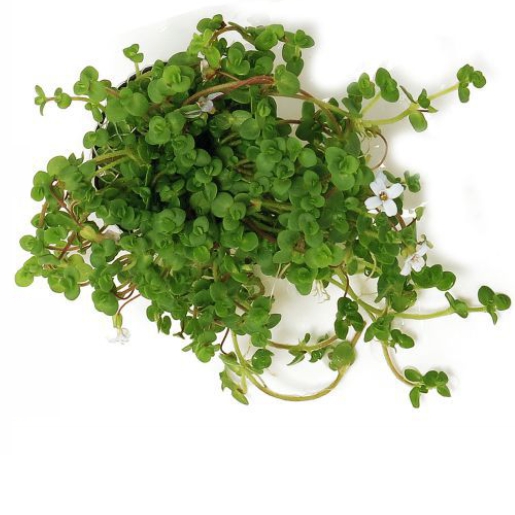 Bacopa sp 'tamarana'
