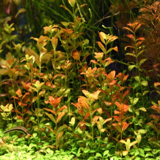 Bacopa sp. Red