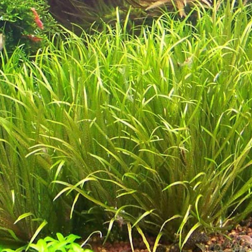 Blyxa japonica