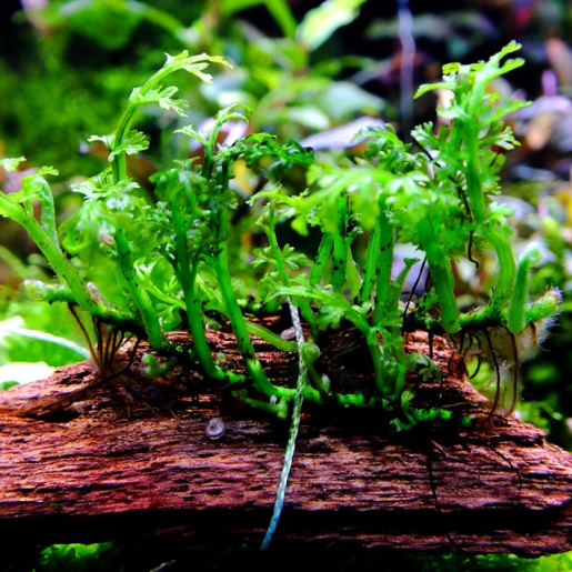 Bolbitis baby leaf (bolbitis heteroclita difformis)