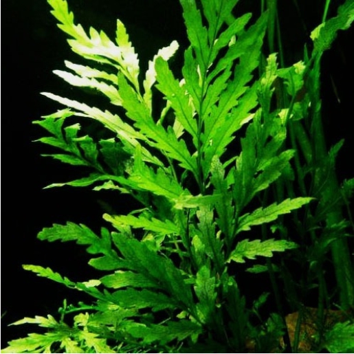 Bolbitis heudelotii