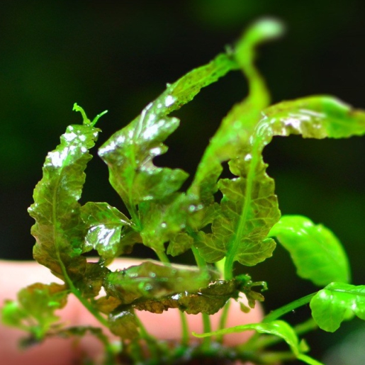 Bolbitis sp. "Dragon tail"