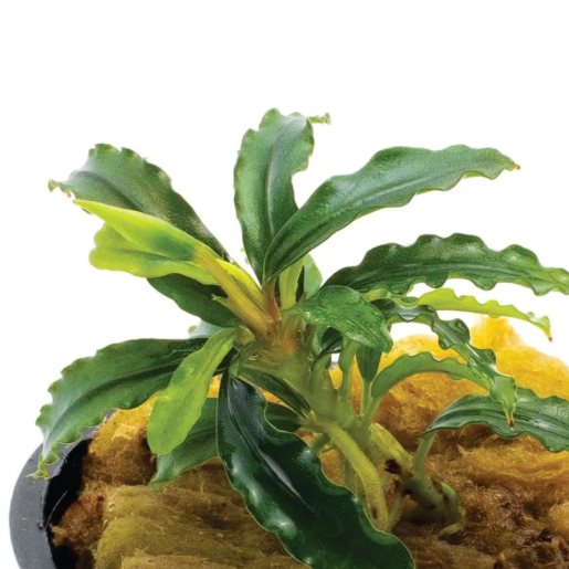 Bucephalandra biblis green