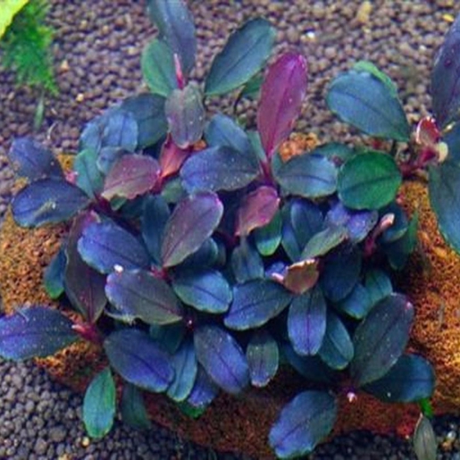 Bucephalandra brownie blue