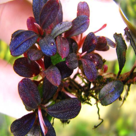 Bucephalandra brownie purple