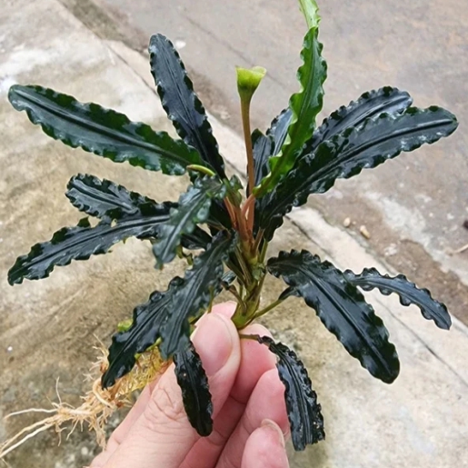 Bucephalandra crocodile
