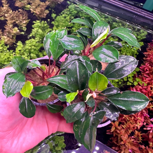 Bucephalandra deep blue