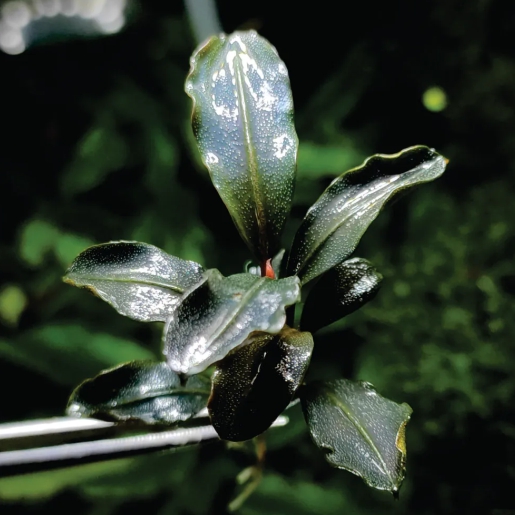 Bucephalandra sp