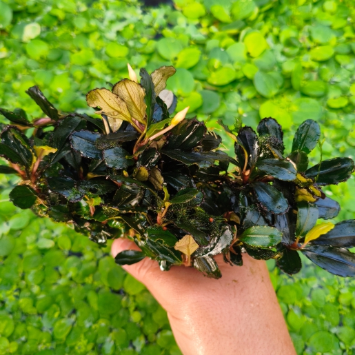 Bucephalandra sp green