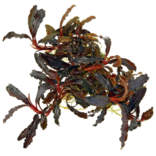 Bucephalandra sp "kedagang"
