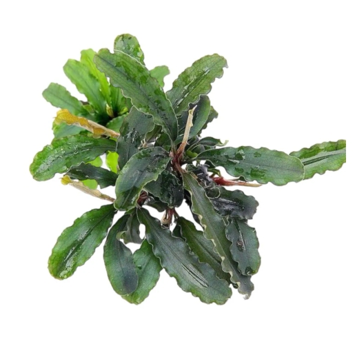 Bucephalandra Wavy Leaf