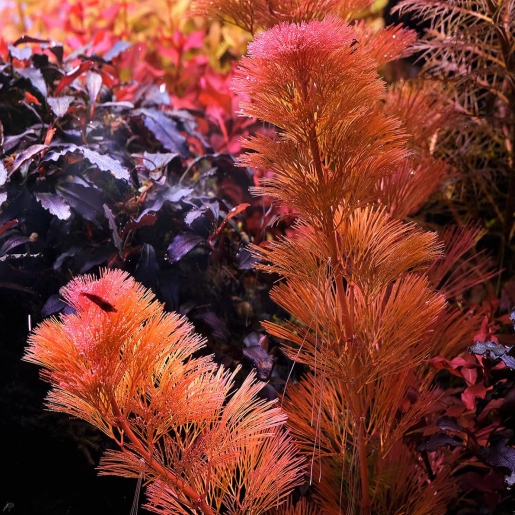 Cabomba Furcata