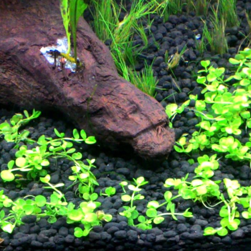 Callitriche sp.