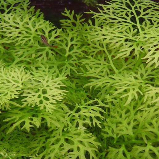 Ceratopteris thalictroides (Samambaia Crespa)