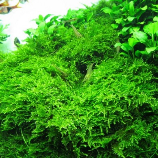 Christmas Moss (Vesicularia montagnei)