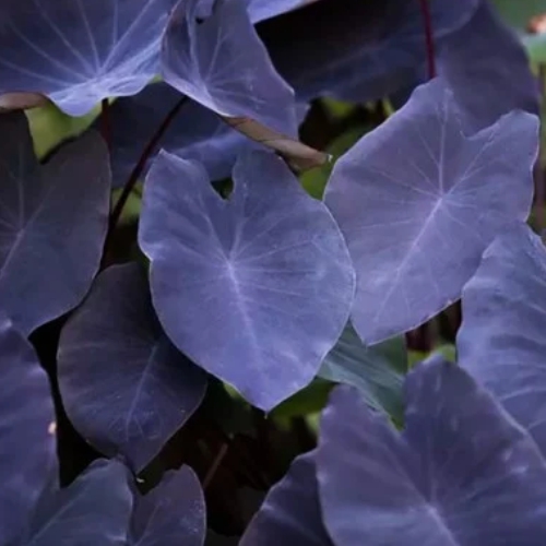 Colocasia Esculenta ‘Aquatilis’