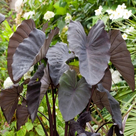 Colocasia esculenta var. 'Black Magic'