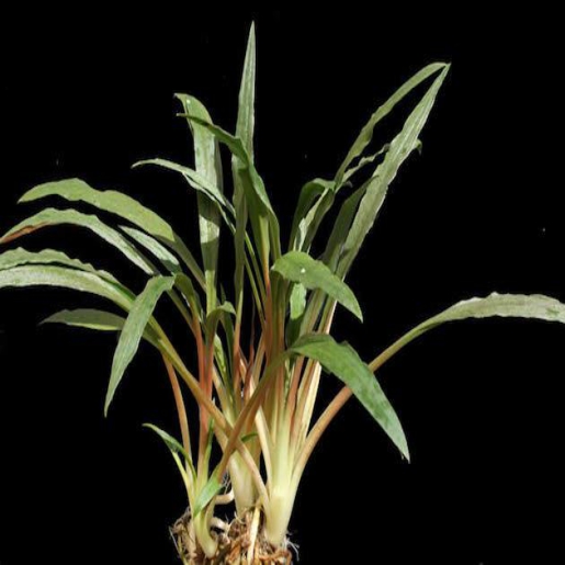 Cryptocoryne albida (C. costata)